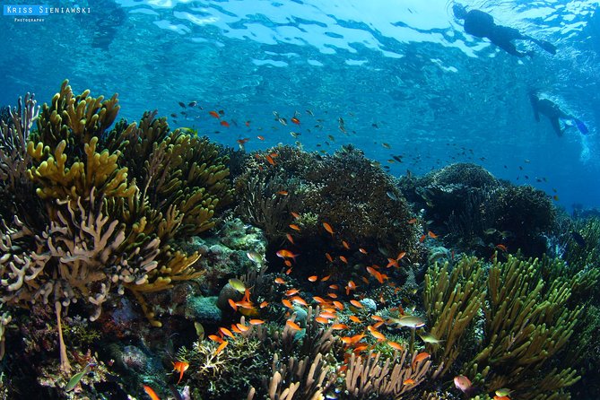Snorkeling in Menjangan Marine Park - Discover abundant marine life of Pemuteran - Quick points before you book