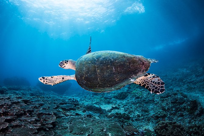 Snorkeling in Menjangan Marine Park - Discover abundant marine life of Pemuteran - Why Menjangan Marine Park is worth the trip