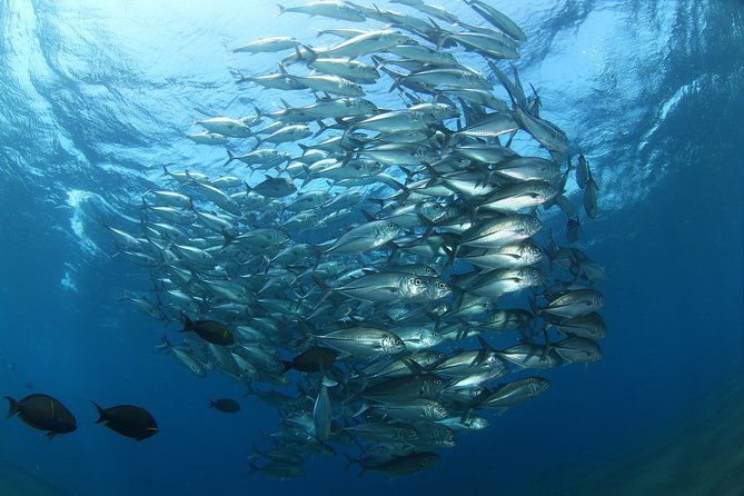 Snorkeling in Menjangan Marine Park - Discover abundant marine life of Pemuteran - A limestone temple and possible deer on shore