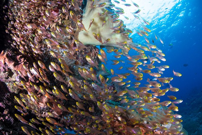 Snorkeling in Menjangan Marine Park - Discover abundant marine life of Pemuteran - What the $42.18 price really covers