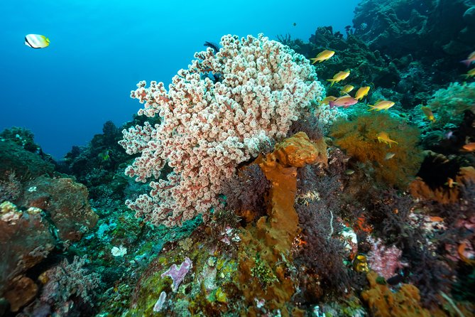 Snorkeling in Menjangan Marine Park - Discover abundant marine life of Pemuteran - Practical advice for a smoother morning