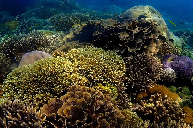 Snorkeling In Nusa Penida Departing From Bali Island - The early trip from Seminyak to Sanur