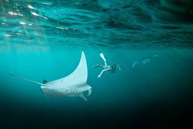 Snorkeling Manta Ray Safari in Nusa Penida - Crystal Bay Beach and the colorful reef