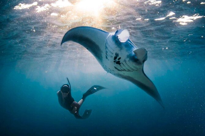 Snorkeling Manta Ray Safari in Nusa Penida - Gamat Bay: a quieter chance to see reef life