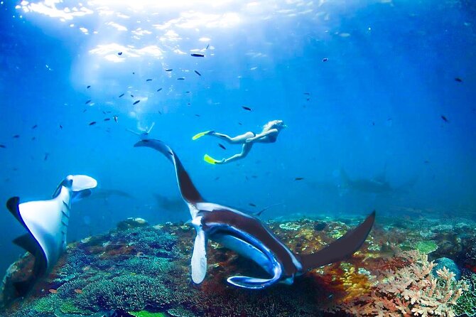 Snorkeling Manta Ray Safari in Nusa Penida - The crew, photos, and general service