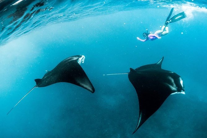 Snorkeling Manta Ray Safari in Nusa Penida - Crowds, currents, and the real pace of the trip