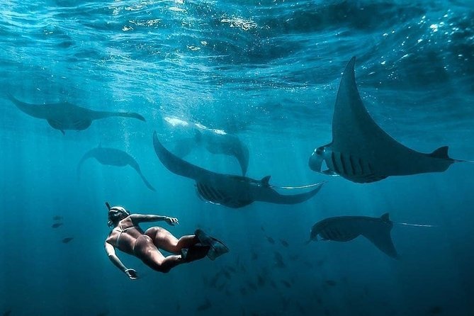 Snorkeling Manta Ray Safari in Nusa Penida - What the $15.28 price really includes