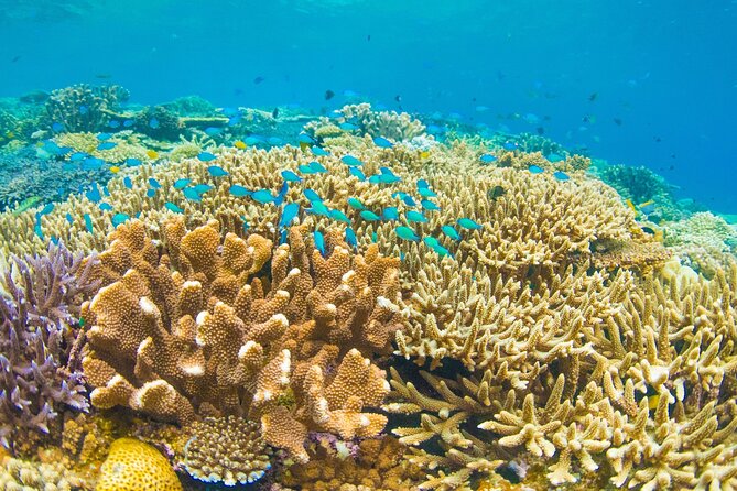Snorkeling Manta Rays, Land Tour Tembeling Pool & Kelingking - Kelingking Beach: famous views without the steep walk down