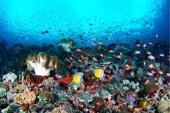 Snorkeling Nusa Penida and Island Tour Package - Key points to know before booking