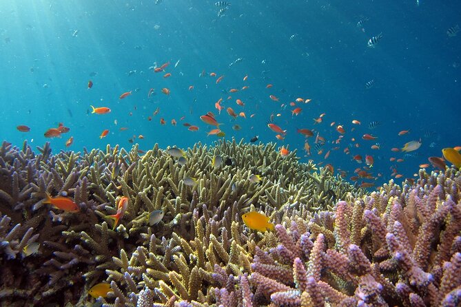 Snorkeling Nusa Penida and Island Tour Package - Three snorkeling areas around Nusa Penida