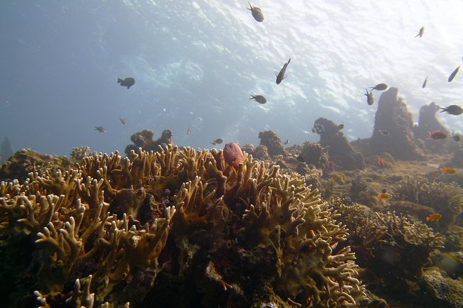 Snorkeling Package at Tulamben Liberty Shipwreck - The early pickup and long road to Tulamben
