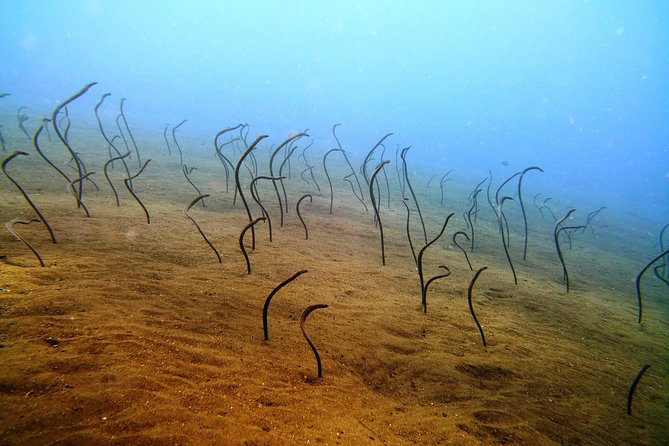 Snorkeling Package at Tulamben Liberty Shipwreck - Lunch, drinks, and the one-hour break