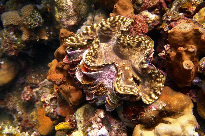 Snorkeling Package at Tulamben Liberty Shipwreck - What the $58.98 price really covers