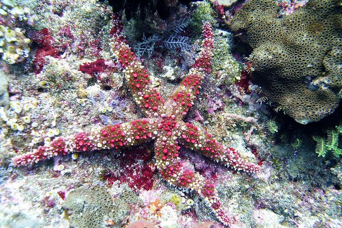 Snorkeling Package at Tulamben Liberty Shipwreck - Who should book this Tulamben outing