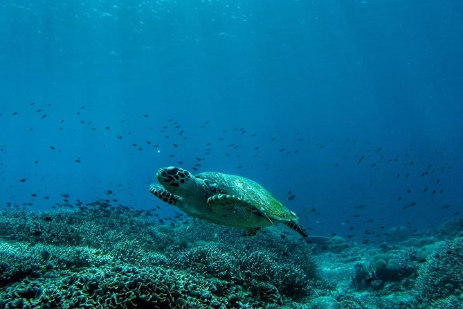 Snorkeling Trip Nusa Penida Bali - The early start from Kuta and Sanur