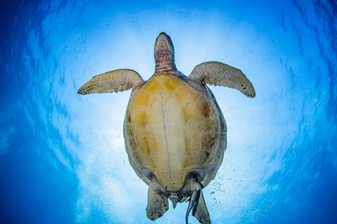 Snorkeling Trip to Menjangan Island - Why Menjangan Island makes a good snorkeling day