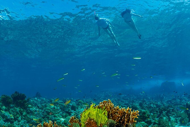 Snorkeling Trip to Menjangan Island - Two guided swims around Menjangan Island