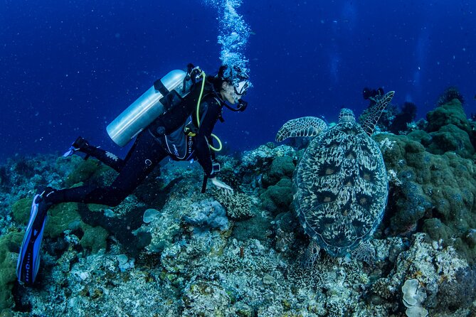 Snorkeling Trip to Menjangan Island - Who should book this Menjangan trip?