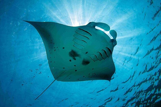 Snorkeling Trips with Manta Ray from Nusa Lembongan - Why this Lembongan snorkeling trip offers good value