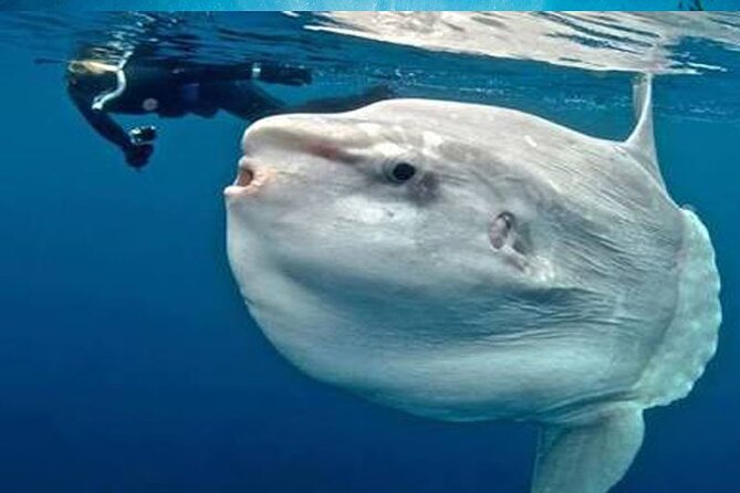 Snorkeling Trips with Manta Ray from Nusa Lembongan - Stop one: the exposed Manta Point area