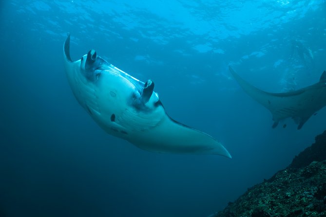 Snorkelling with Manta Rays at Nusa Penida and Lembongan - Key Points Before You Book