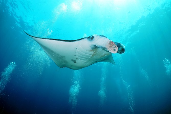 Snorkelling with Manta Rays at Nusa Penida and Lembongan - Why Manta Point Is Worth the Early Start