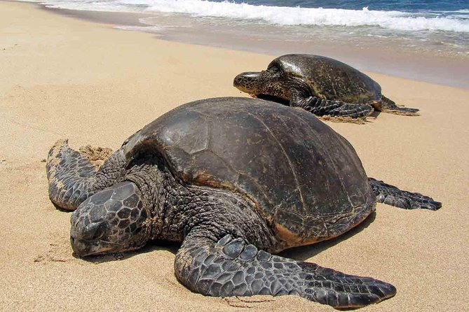 Sukamade Turtle Land Beach (2D1N) - Key Points Before You Book