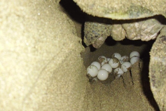 Sukamade Turtle Land Beach (2D1N) - Meals, Accommodation, and What $165 Covers