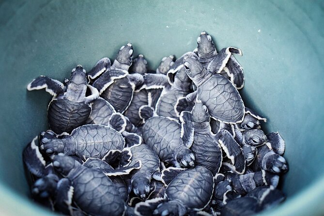 Sukamade Turtle Land Beach (2D1N) - Who Will Enjoy This Tour Most