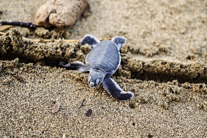 Sukamade Turtle Land Beach (2D1N) - Booking Details and Cancellation
