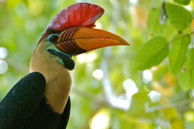 Sulawesi Tangkoko National Park Private Tour - Why Tangkoko is worth a full day from Manado