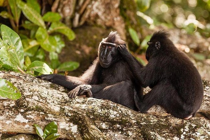 Sulawesi Tangkoko National Park Private Tour - Leaving Manado at 8:30 a.m.