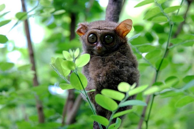 Sulawesi Tangkoko National Park Private Tour - Other animals to watch for
