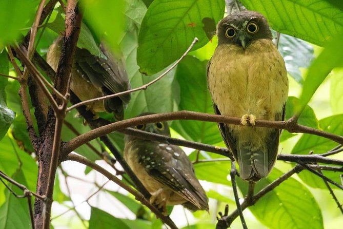 Sulawesi Tangkoko National Park Private Tour - Lunch and the second park walk