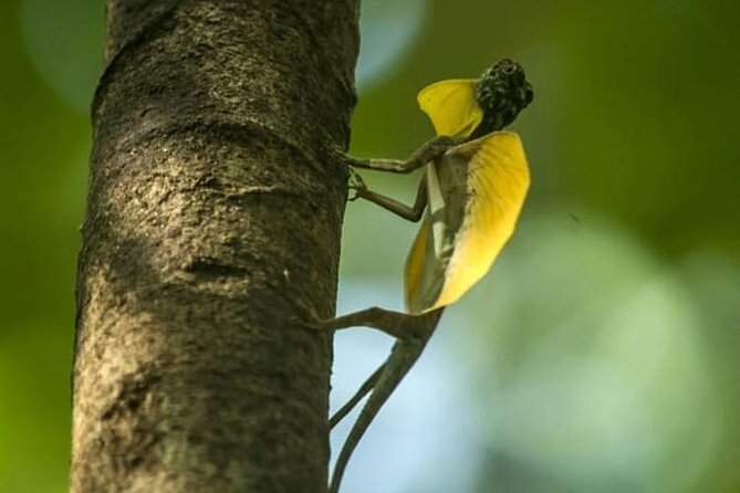 Sulawesi Tangkoko National Park Private Tour - What the $99 price includes