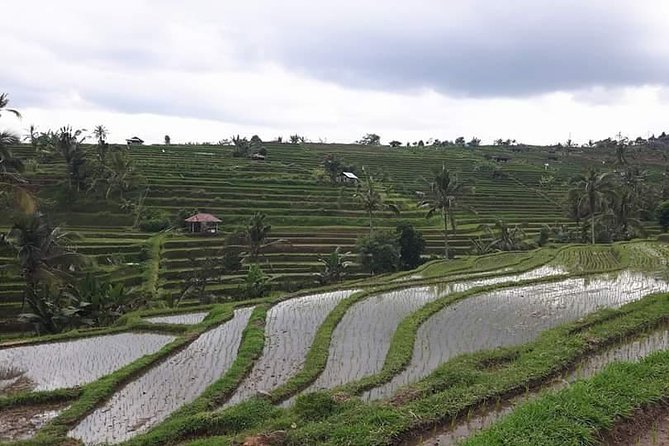 Tanah Lot and North Bali Private Tour - All inclusive - The private car makes the long day easier
