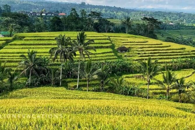 Tanah Lot, Jatiluwih Rice Terrace and Waterfall Day Tour - Jatiluwih Rice Terrace and a proper walk through the fields