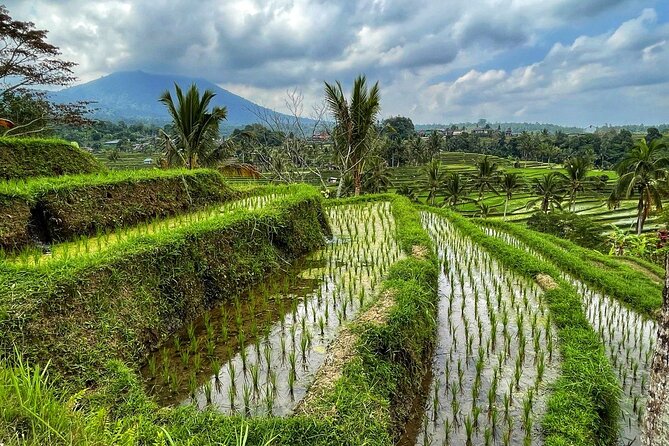 Tanah Lot - Ulun Danu Beratan Temple - Scenic Countryside Tour - What this private Bali day is really like
