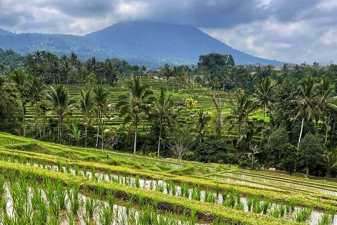 Tanah Lot - Ulun Danu Beratan Temple - Scenic Countryside Tour - What Bagus adds to the experience