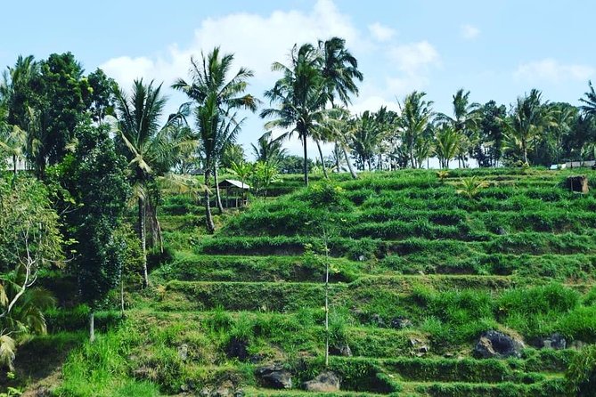 Tetebatu Walking Tour - Rice Terraces, Waterfall & Monkey Forest - Why Tetebatu makes a good change from the coast