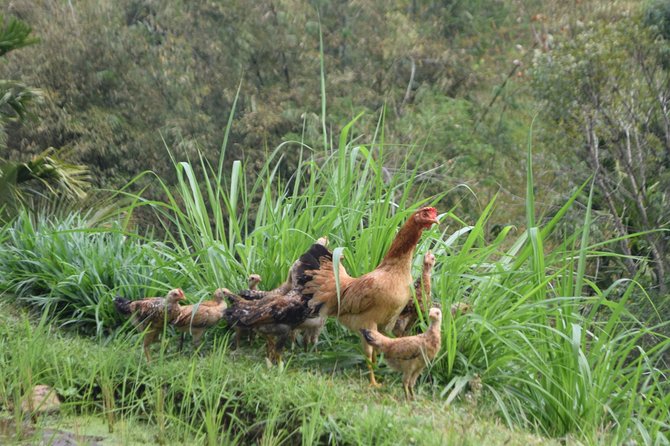 Tetebatu Walking Tour - Rice Terraces, Waterfall & Monkey Forest - Rice terraces and village paths