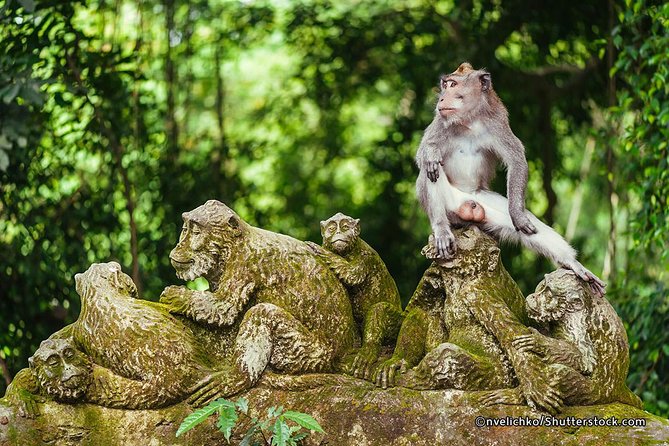 The Best of Ubud Tour and Jungle Swing - Tegalalang Rice Terrace is a quick photo stop
