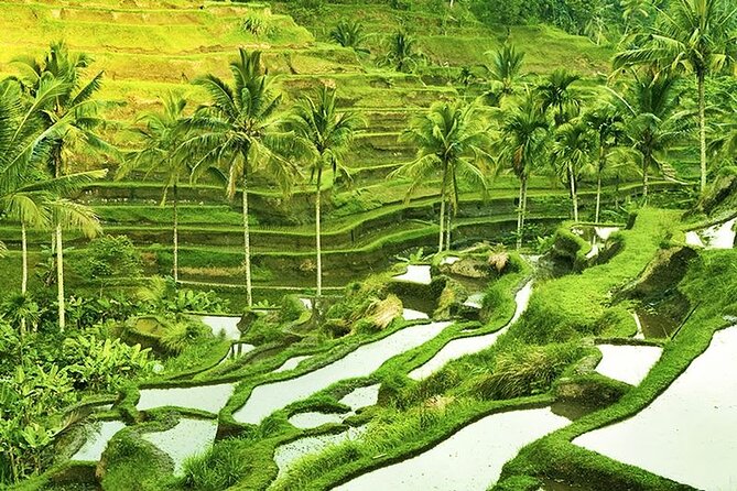 The Popular Of Ubud Private Day Tour - Tegalalang Rice Terrace gives you Bali’s famous farm views