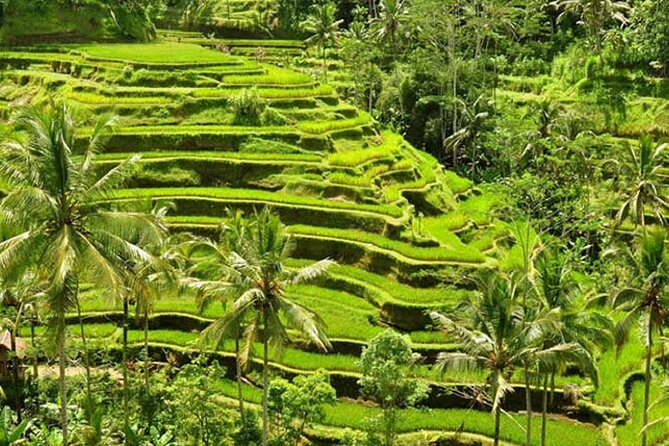 Tlaga Singha Infinity Pool, Jungle swing & Rice Terrace Trip - The private guide can shape the quality of the day