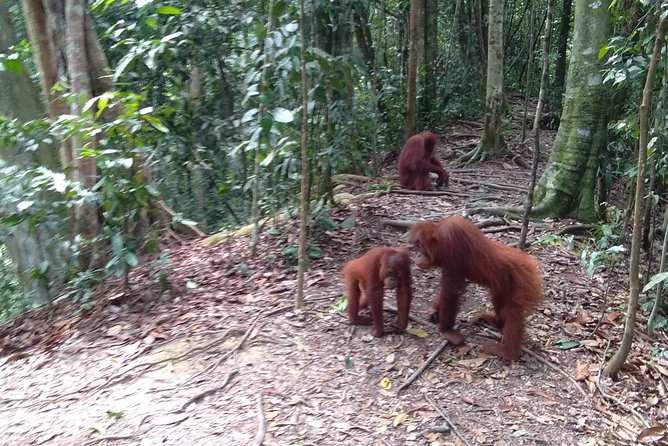 TOUR PACKAGE (jungle trekking, taxi, Room) 4 DAYS 3 NIGHTS in BUKIT LAWANG - Why this Bukit Lawang package works