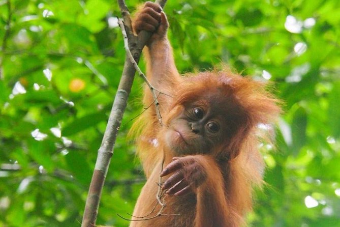TOUR PACKAGE (jungle trekking, taxi, Room) 4 DAYS 3 NIGHTS in BUKIT LAWANG - Day 2: entering Gunung Leuser National Park