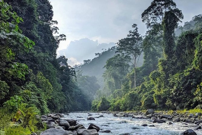 TOUR PACKAGE (jungle trekking, taxi, Room) 4 DAYS 3 NIGHTS in BUKIT LAWANG - Day 3: more forest, then rafting back