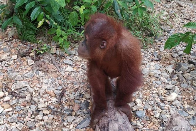 TOUR PACKAGE (jungle trekking, taxi, Room) 4 DAYS 3 NIGHTS in BUKIT LAWANG - Day 4: returning to Medan