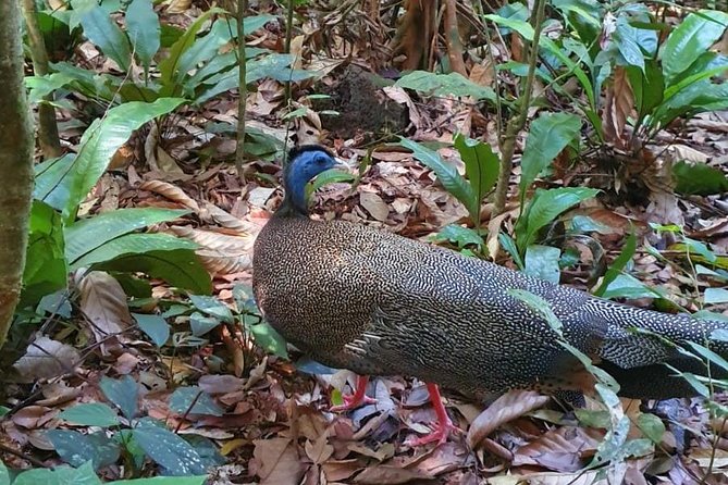 TOUR PACKAGE (jungle trekking, taxi, Room) 4 DAYS 3 NIGHTS in BUKIT LAWANG - Food, guides, and the practical extras