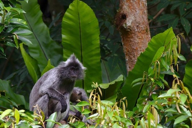 TOUR PACKAGE (jungle trekking, taxi, Room) 4 DAYS 3 NIGHTS in BUKIT LAWANG - The Medan to Bukit Lawang transfer